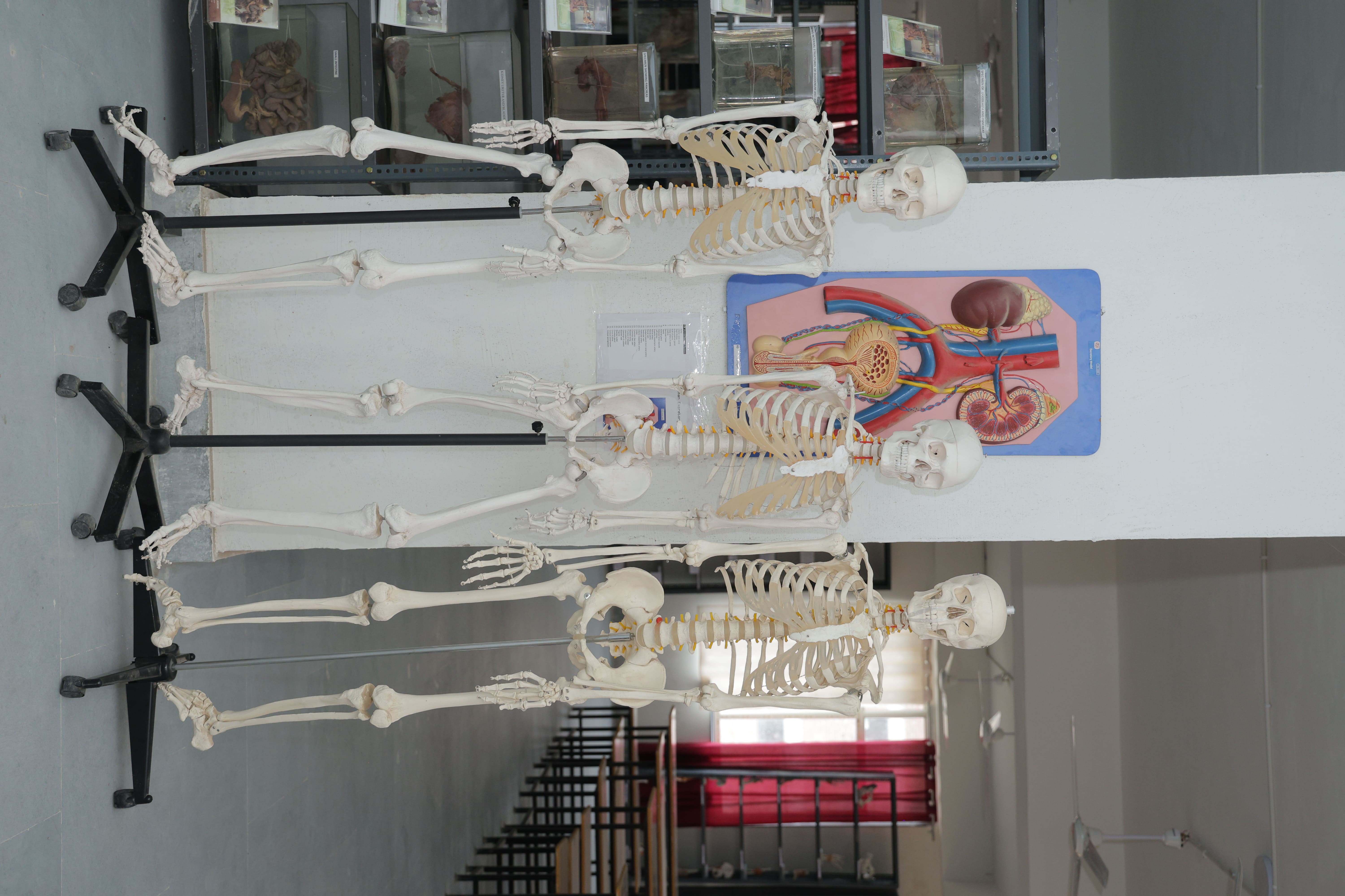 Anatomy department image